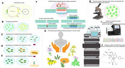 Enhancement of specialized metabolites using CRISPR/Cas gene editing technology in medicinal plants